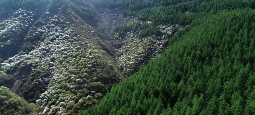 盘山植物属于哪一类？盘山植物的特点有哪些？
