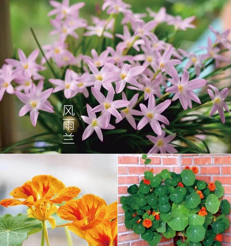 阳台适合种植哪些高级花卉品种？如何养护？