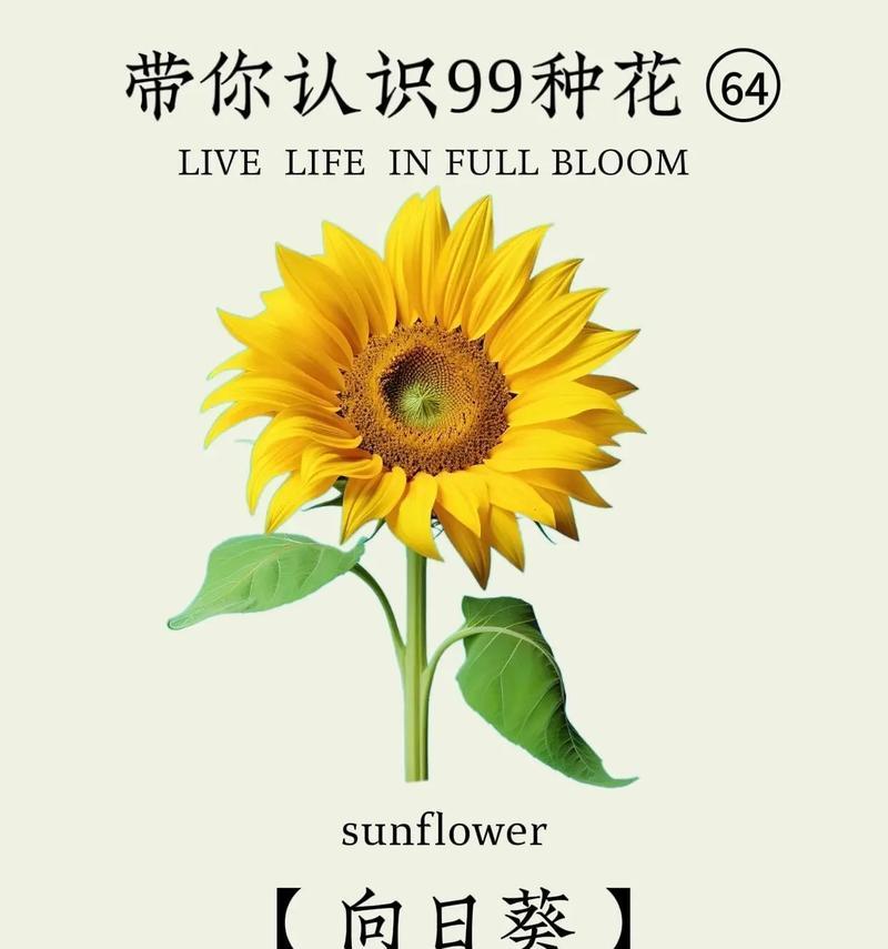 火焰盆栽太阳花的养护技巧是什么？