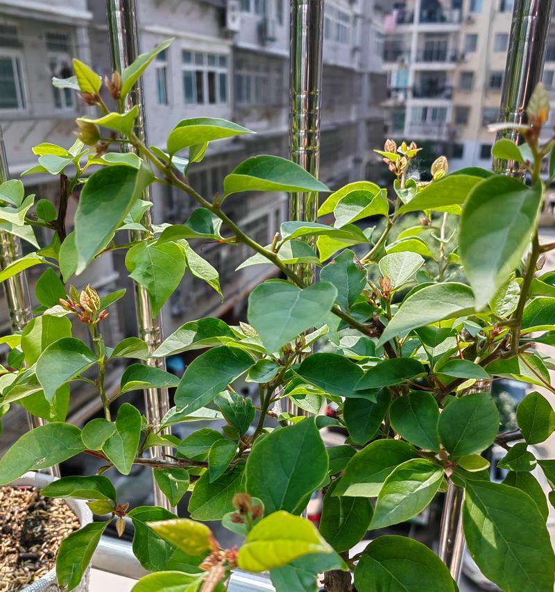 有哪些植物能够克制所谓的“鬼物”？