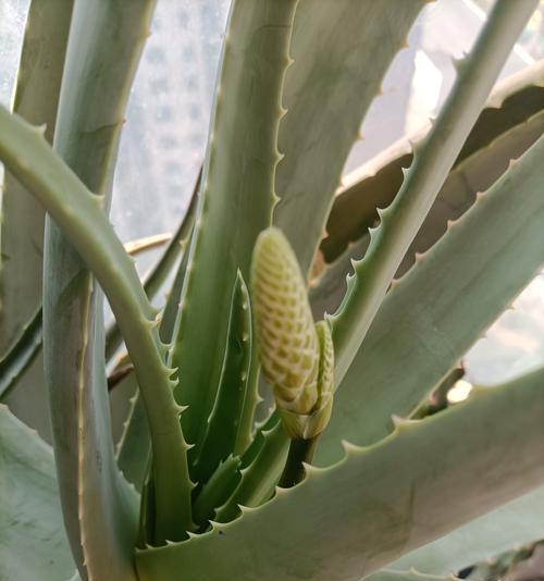 开花芦荟植物有哪些品种？如何区分不同品种？