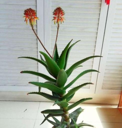 开花芦荟植物有哪些品种？如何区分不同品种？