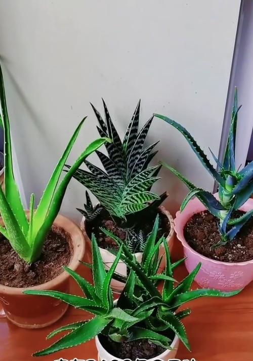 开花芦荟植物有哪些品种？如何区分不同品种？