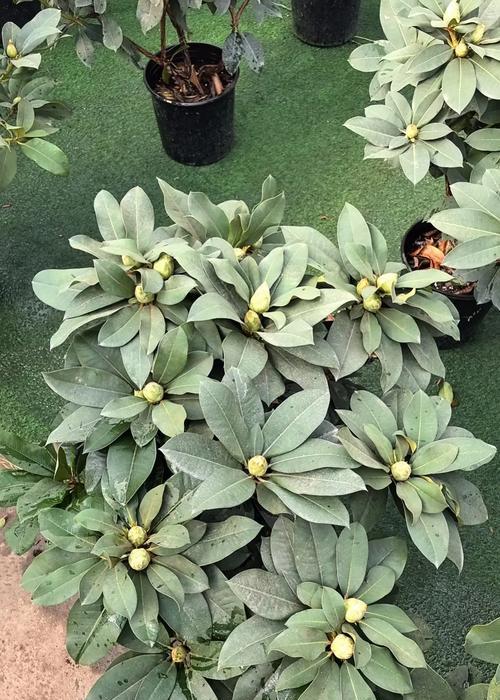 花卉施肥应选择哪种肥料？如何正确施肥？