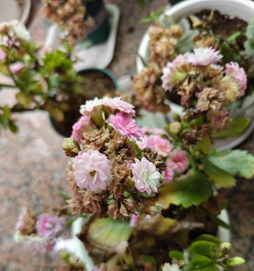 花与植物颜色匹配的秘诀是什么？