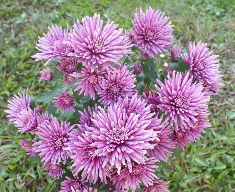 东北装修中常见的花卉品种有哪些？