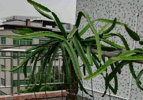 火龙果盆栽需要什么样的环境？如何创造适宜的种植条件？