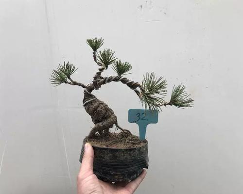 五针松老桩适合哪种盆栽种植？如何进行养护？