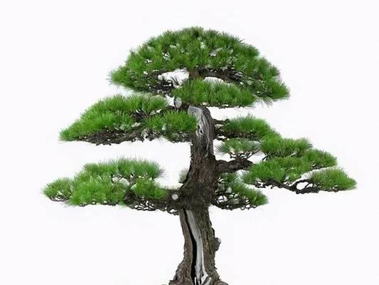 五针松老桩适合哪种盆栽种植？如何进行养护？