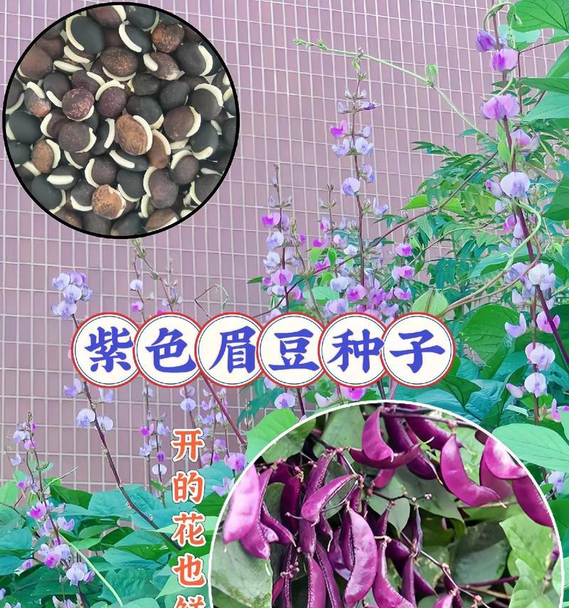 北方室外土养花卉种子有哪些？如何选择适合的种子？