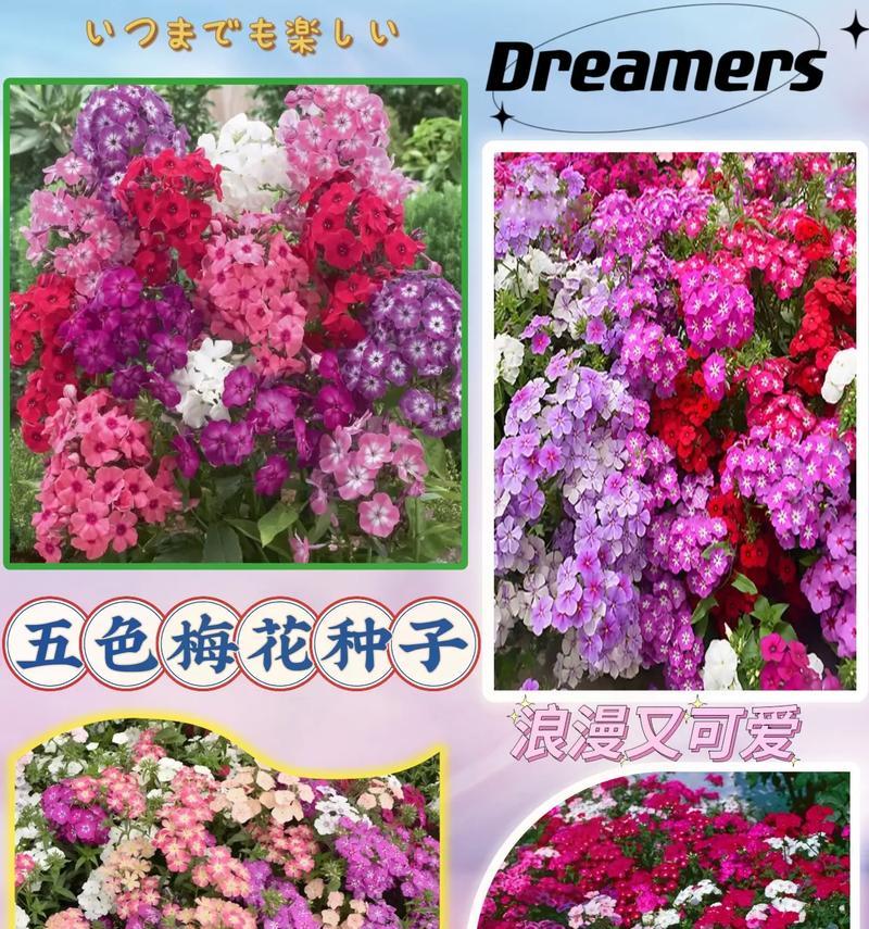 北方室外土养花卉种子有哪些？如何选择适合的种子？