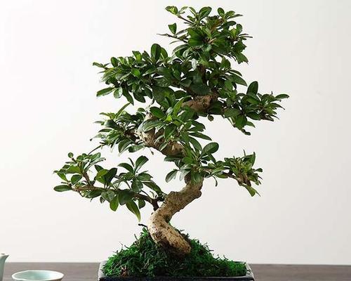 古骨茶树盆栽的养护方法是什么?