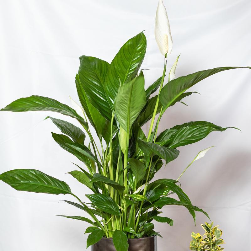 哪些植物能有效去除室内异味？它们的养护技巧有哪些？