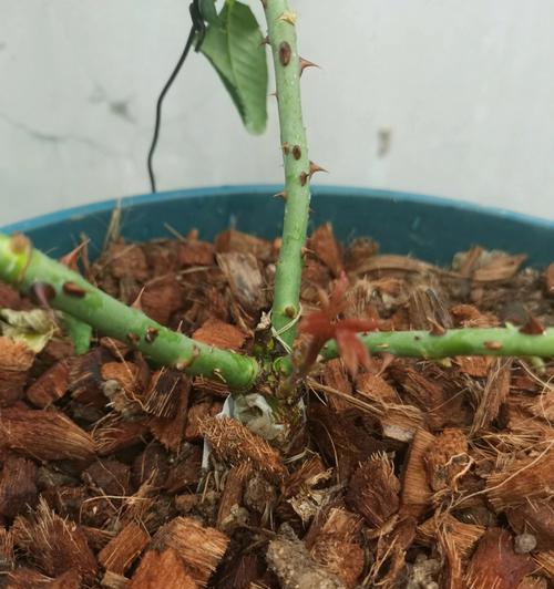 哪些植物适合进行压条繁殖?