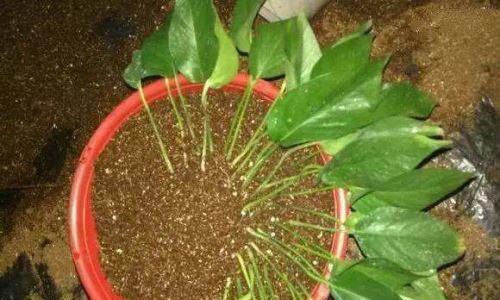 哪些植物适合进行压条繁殖？