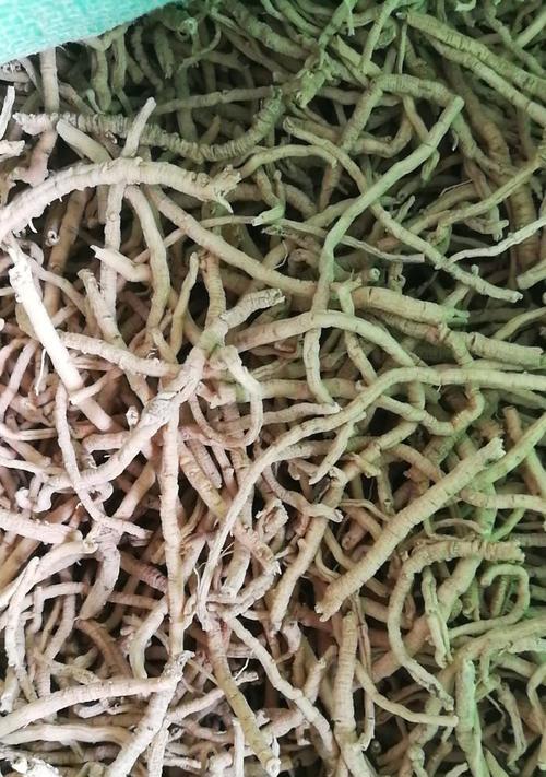 根茎类使用植物有哪些？如何正确使用根茎类植物？