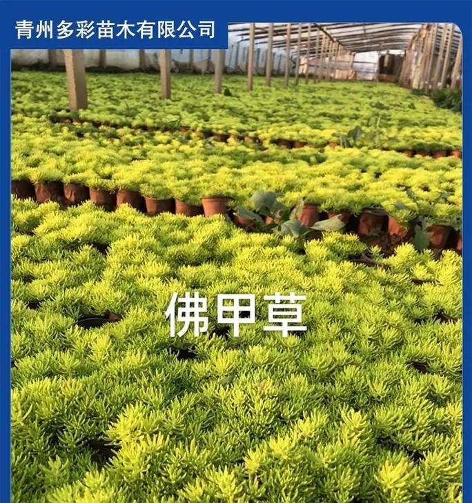 北海适合种植哪些花卉？推荐的种植地点在哪里？