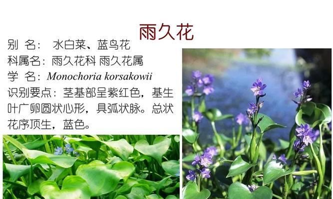 水生花卉植物维护措施有哪些？观察植物的途径有哪些？