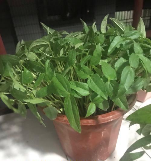 水培植物豆子的种植方法是什么？