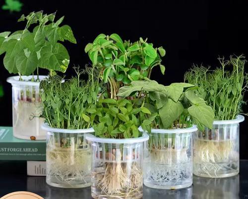 水培植物豆子的种植方法是什么？