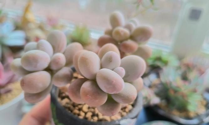 桃美人多肉植物的养殖技巧是什么？