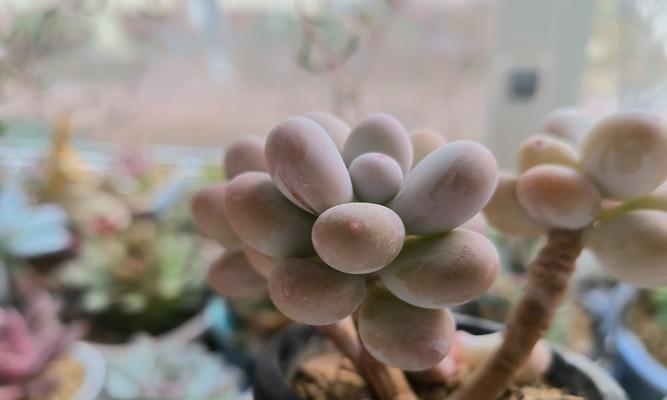 桃美人多肉植物的养殖技巧是什么？