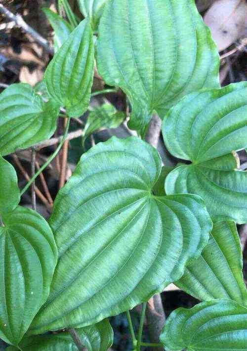 灵璧山中生长着哪些植物？这些植物有何独特之处？