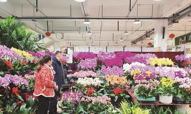 山观附近有哪些花卉市场？它们提供哪些特色花卉？