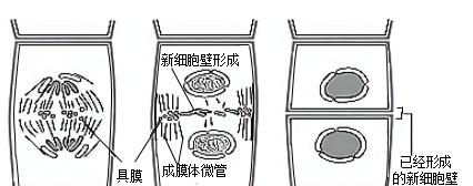什么植物有中心体？中心体在植物学中起什么作用？