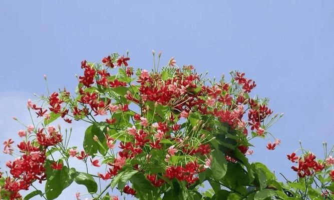 哪些爬藤花卉品种适合播种？