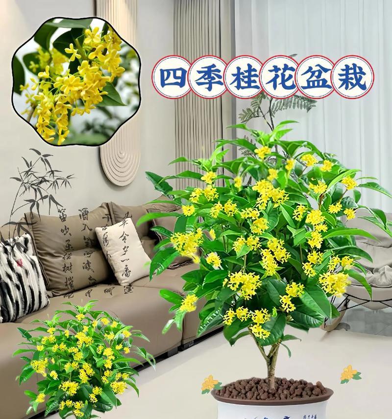 四季花卉盆栽带香味的有哪些？如何选择适合室内环境的盆栽？