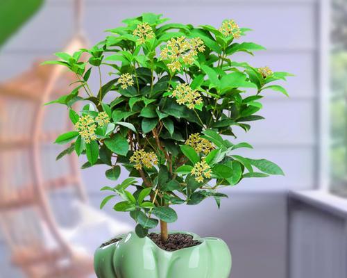 四季花卉盆栽带香味的有哪些？如何选择适合室内环境的盆栽？