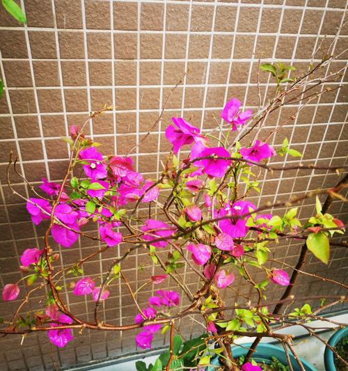 一次播种后能永久生长的花卉有哪些？如何管理？