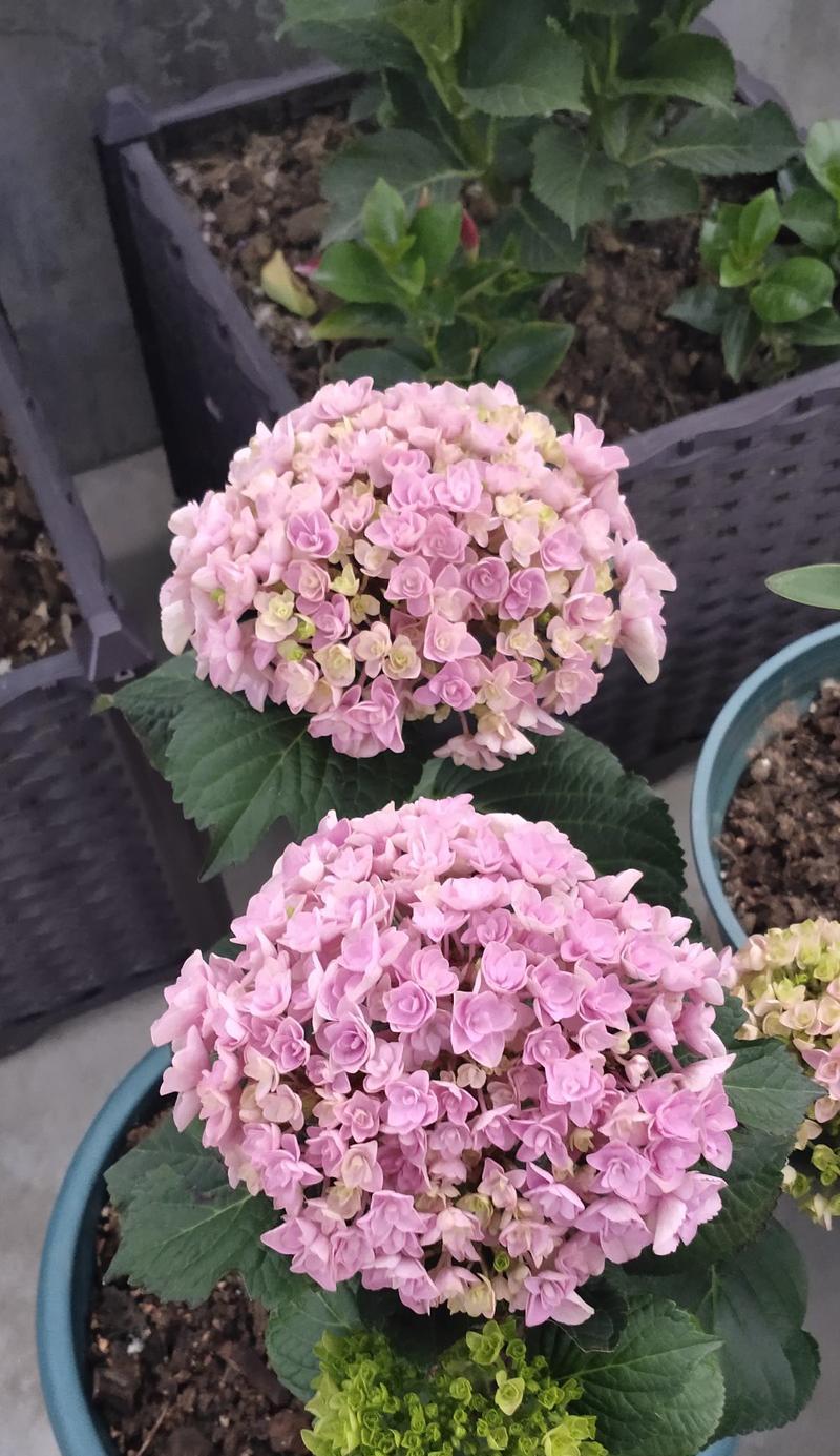 极好养的大型盆栽花卉有哪些？这些花卉的养护要点是什么？