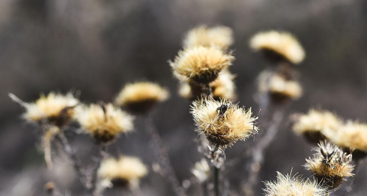 黄土适合种植草本花卉吗？种植草本花卉的条件是什么？