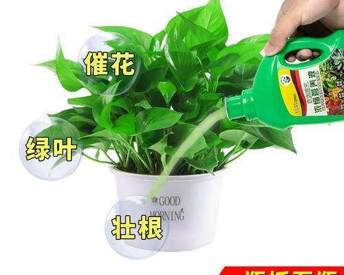 绿萝盆栽种植方法是什么？泥土种植需要注意什么？