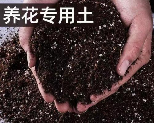 绿萝盆栽种植方法是什么？泥土种植需要注意什么？