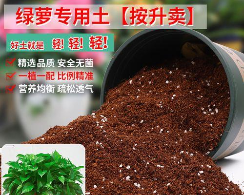 绿萝盆栽种植方法是什么？泥土种植需要注意什么？