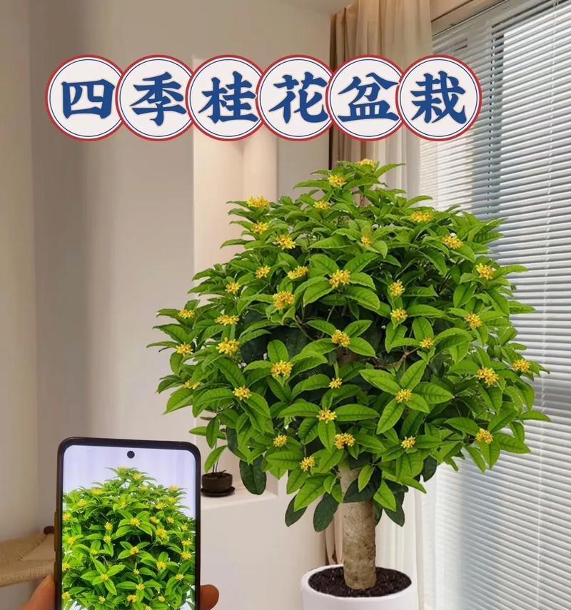 哪些花卉品种适合垂直盆栽？