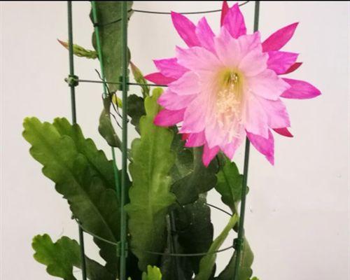 哪些花卉品种适合垂直盆栽？