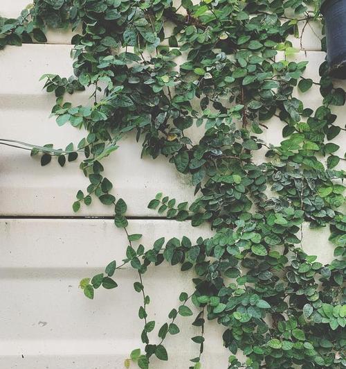 哪些植物既耐寒又好养？
