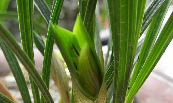 黔馨兰花种植需要哪些条件？如何种植？