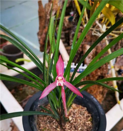 黔馨兰花种植需要哪些条件？如何种植？