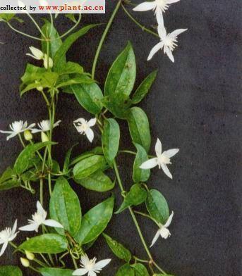 花卉养料的标准规范要求是什么？