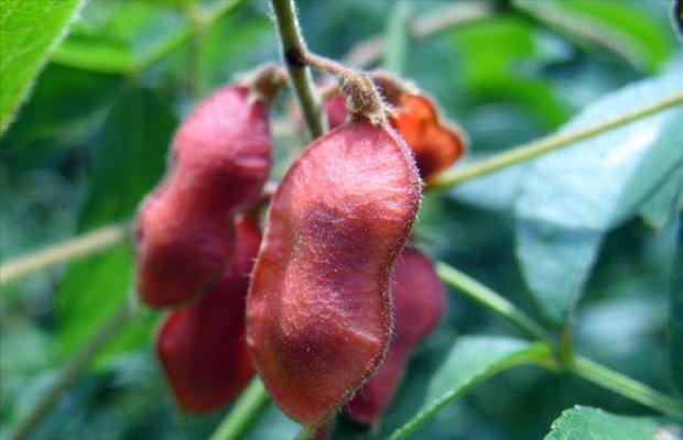 巴豆是哪种植物的种子?它有什么用途和特性?