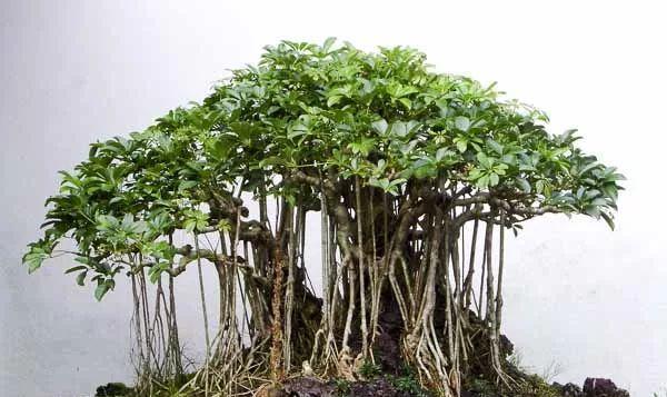 植物怎么辨别物品？它们是如何识别周围环境的？