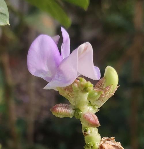 豇豆花属于什么类型的花卉？它的特点是什么？
