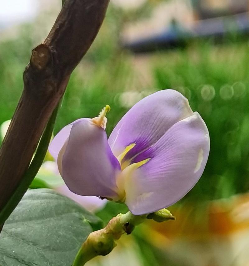 豇豆花属于什么类型的花卉？它的特点是什么？