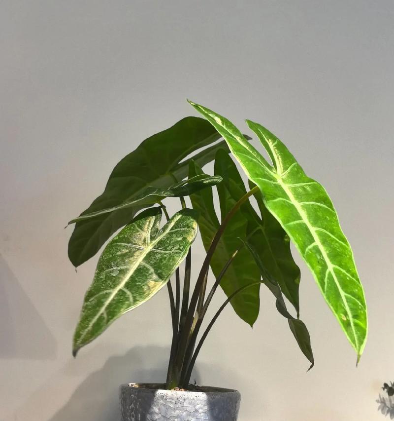 精品盆景花卉的特点是什么?