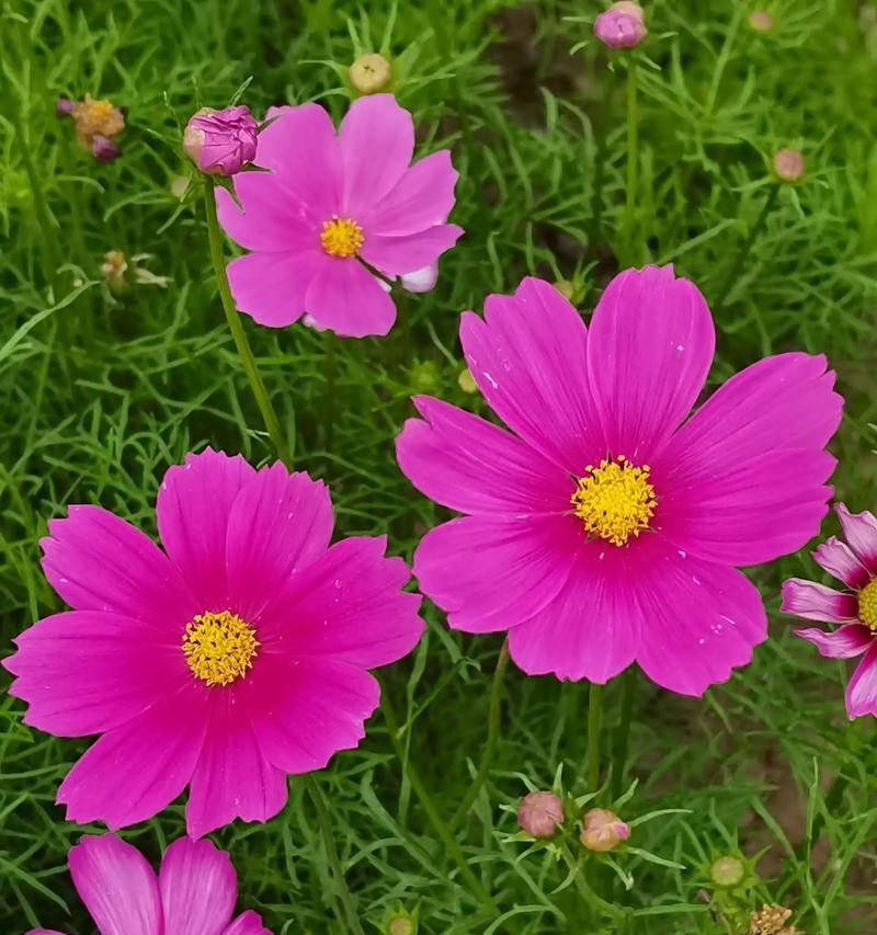 根宿花卉的种类有哪些？